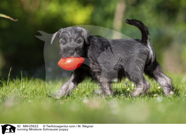 rennender Zwergschnauzer Welpe / running Miniature Schnauzer puppy / MW-25622