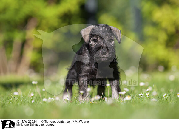 Zwergschnauzer Welpe / Miniature Schnauzer puppy / MW-25624