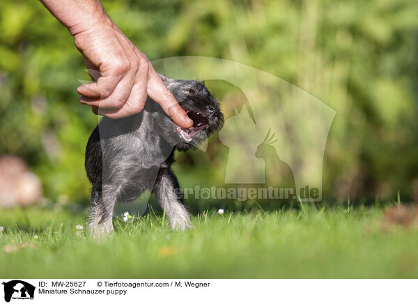Zwergschnauzer Welpe / Miniature Schnauzer puppy / MW-25627
