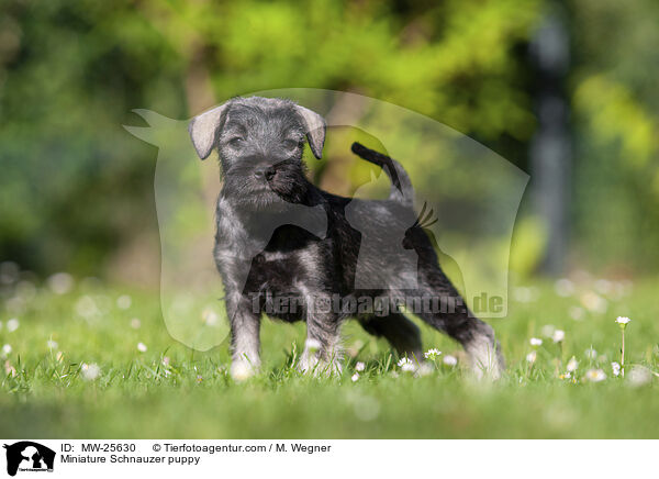 Miniature Schnauzer puppy / MW-25630