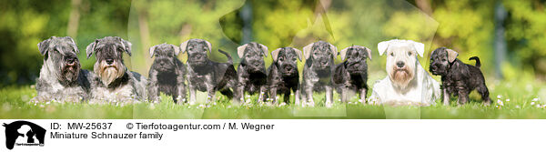 Zwergschnauzer Familie / Miniature Schnauzer family / MW-25637