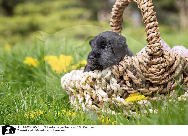 2 weeks old Miniature Schnauzer / MW-25657