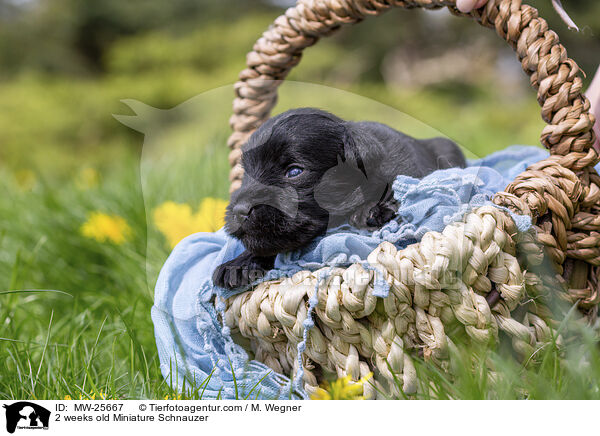 2 Wochen alter Zwergschnauzer Welpe / 2 weeks old Miniature Schnauzer / MW-25667