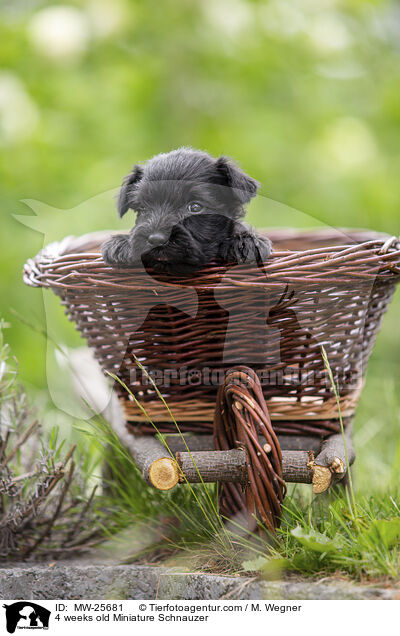 4 Wochen alter Zwergschnauzer Welpe / 4 weeks old Miniature Schnauzer / MW-25681