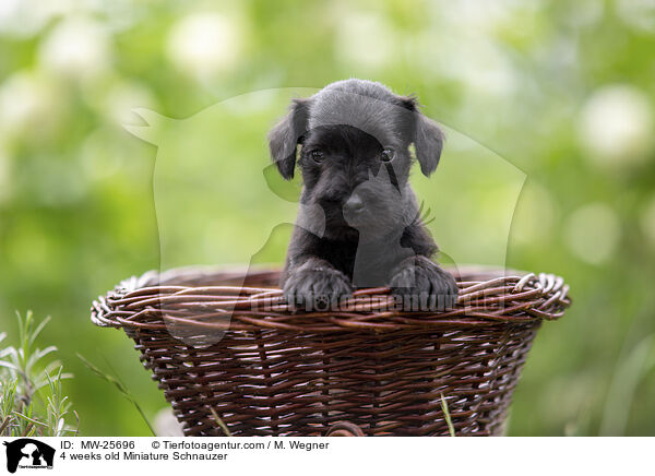 4 weeks old Miniature Schnauzer / MW-25696