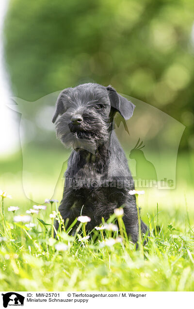 Zwergschnauzer Welpe / Miniature Schnauzer puppy / MW-25701