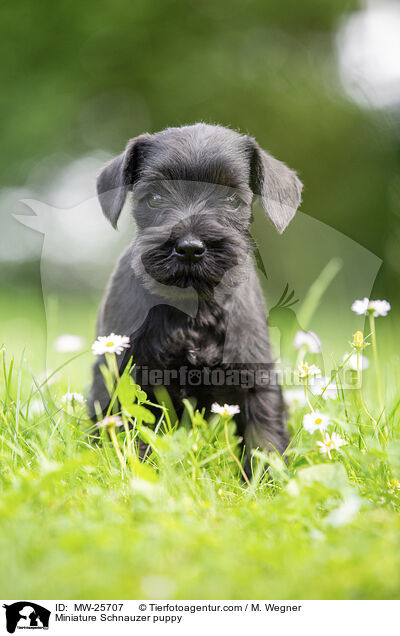 Zwergschnauzer Welpe / Miniature Schnauzer puppy / MW-25707