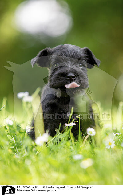 Zwergschnauzer Welpe / Miniature Schnauzer puppy / MW-25710