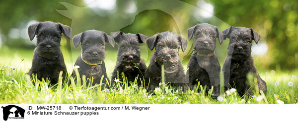 6 Miniature Schnauzer puppies / MW-25718