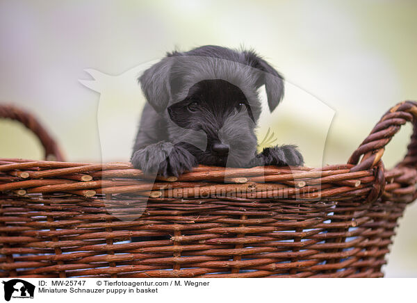 Zwergschnauzer Welpe im Krbchen / Miniature Schnauzer puppy in basket / MW-25747