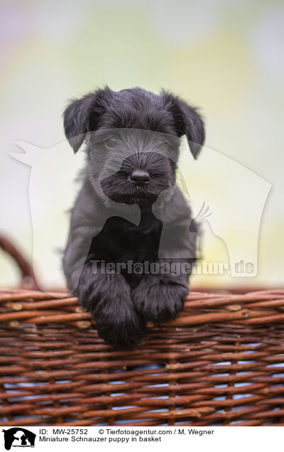 Miniature Schnauzer puppy in basket / MW-25752
