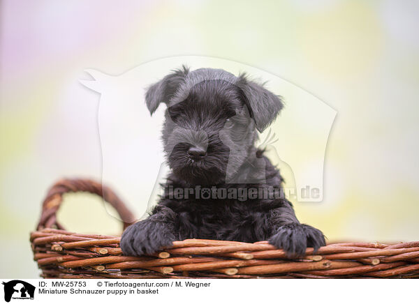 Miniature Schnauzer puppy in basket / MW-25753