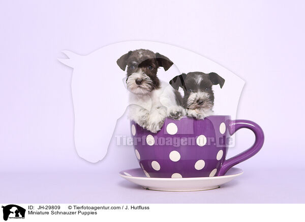 Zwergschnauzer Welpen / Miniature Schnauzer Puppies / JH-29809