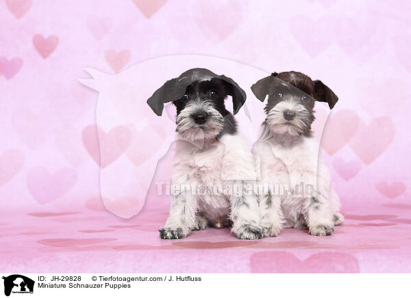 Zwergschnauzer Welpen / Miniature Schnauzer Puppies / JH-29828