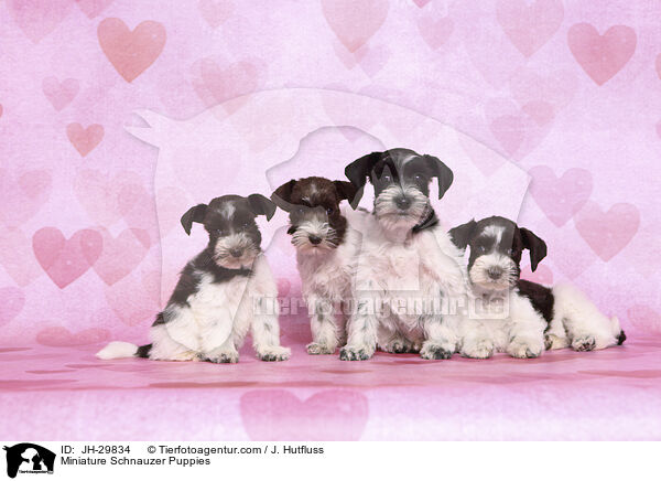 Zwergschnauzer Welpen / Miniature Schnauzer Puppies / JH-29834