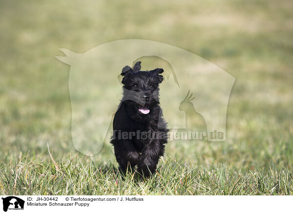 Zwergschnauzer Welpe / Miniature Schnauzer Puppy / JH-30442