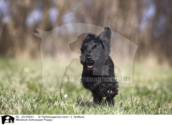 Zwergschnauzer Welpe / Miniature Schnauzer Puppy / JH-30501