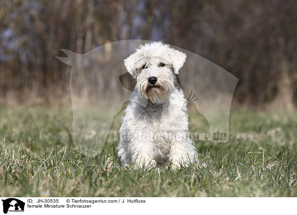 Zwergschnauzer Hndin / female Miniature Schnauzer / JH-30535