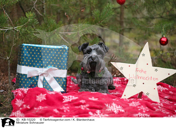 Zwergschnauzer / Miniature Schnauzer / KB-10220