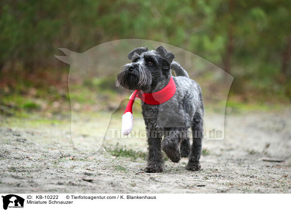 Zwergschnauzer / Miniature Schnauzer / KB-10222