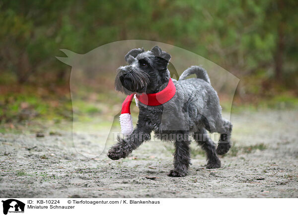 Miniature Schnauzer / KB-10224