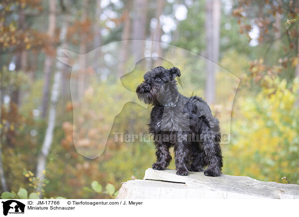 Zwergschnauzer / Miniature Schnauzer / JM-17766