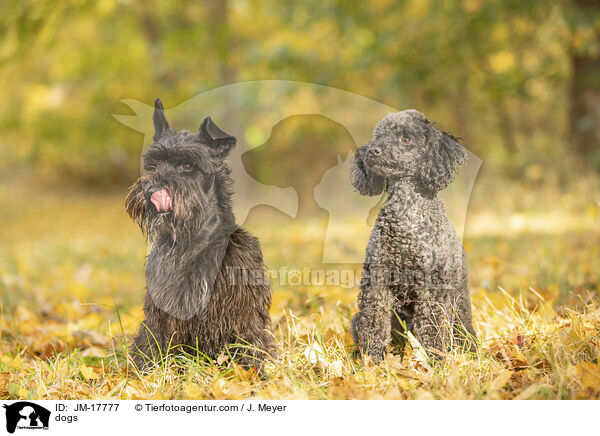 Hunde / dogs / JM-17777