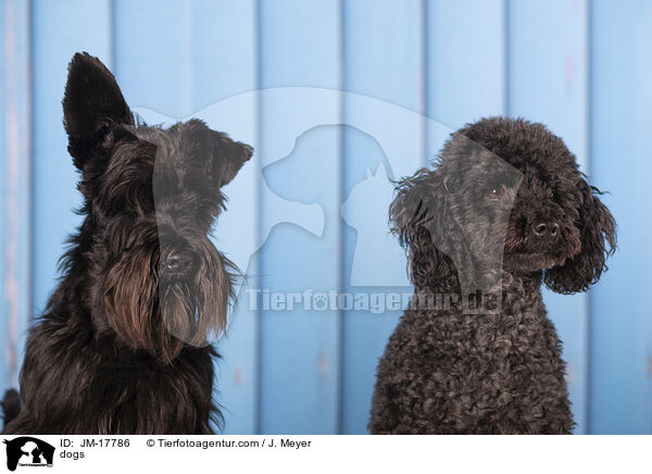 Hunde / dogs / JM-17786