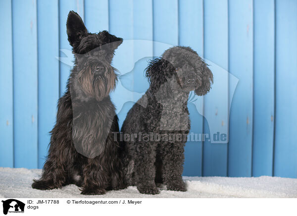 Hunde / dogs / JM-17788