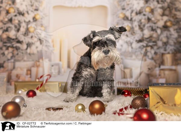 Zwergschnauzer / Miniature Schnauzer / CF-02772