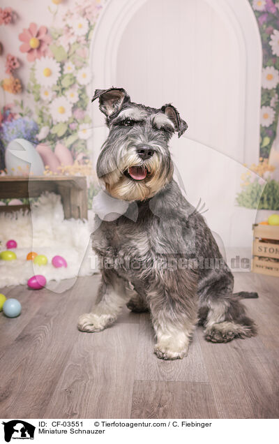 Zwergschnauzer / Miniature Schnauzer / CF-03551