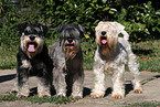 miniature schnauzer in 3 colors