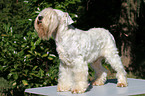 standing white miniature schnauzer