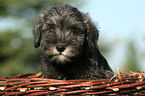 Miniature Schnauzer puppy in basket