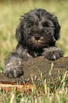 Miniature Schnauzer Puppy
