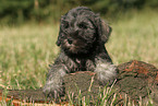 Miniature Schnauzer Puppy