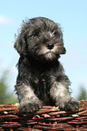 Miniature Schnauzer puppy in basket