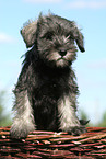 Miniature Schnauzer puppy in basket