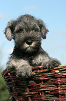 Miniature Schnauzer pupyp in basket