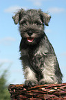 Miniature Schnauzer puppy in basket