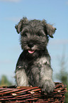 Miniature Schnauzer puppy in basket