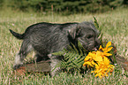 Miniature Schnauzer Puppy