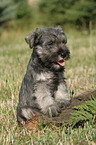 Miniature Schnauzer Puppy