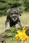 Miniature Schnauzer Puppy