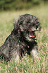 Miniature Schnauzer Puppy