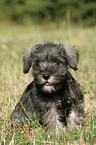 Miniature Schnauzer Puppy