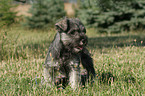 Miniature Schnauzer Puppy