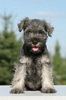 Miniature Schnauzer Puppy