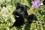 Miniature Schnauzer