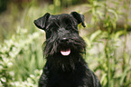 Miniature Schnauzer